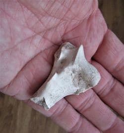 Merycoidodon Pig like Oreodont
