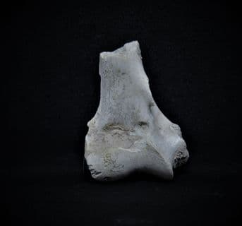 Merycoidodon Pig like Oreodont