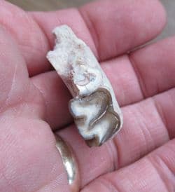 Mesohippus Early small Horse jaw