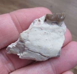 Mesohippus Early small Horse jaw
