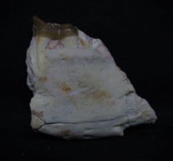 Mesohippus Early small Horse jaw