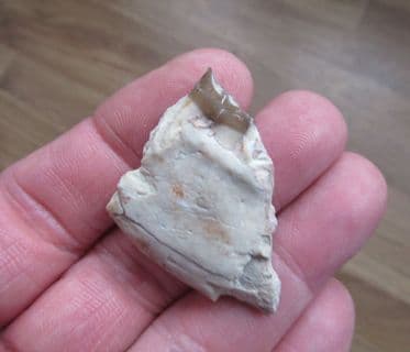 Mesohippus Early small Horse jaw
