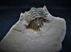 Metacanthina issoumourensis (Morzadec)
