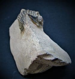 Metacanthina issoumourensis (Morzadec)
