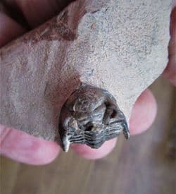 Metacanthina issoumourensis (Morzadec)