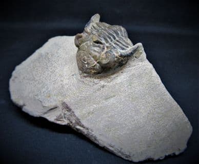 Metacanthina issoumourensis (Morzadec)