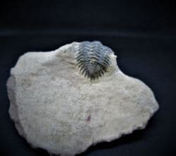 Metacanthina maderensis (Morzadec)