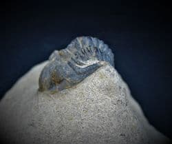 Metacanthina maderensis (Morzadec)