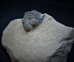 Metacanthina maderensis (Morzadec)