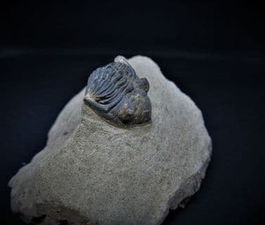 Metacanthina maderensis (Morzadec)