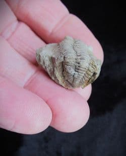 Metacryphaeus cf.caffer (Salter 1856)
