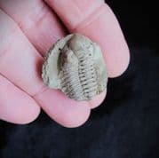 Metacryphaeus cf.caffer (Salter 1856)