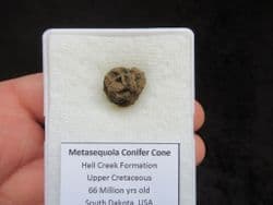 Metasequoia Conifer Cone