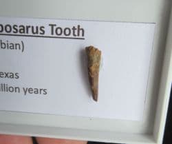 Metoposaurus Tooth