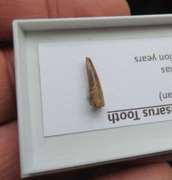 Metoposaurus Tooth