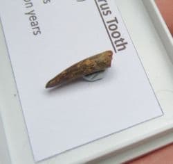 Metoposaurus Tooth