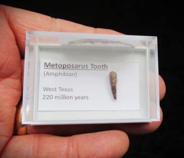 Metoposaurus Tooth