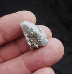 Modiolus minimus diminutive bivalves