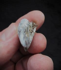 Modiolus minimus diminutive bivalves