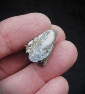 Modiolus minimus diminutive bivalves