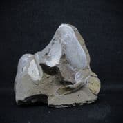 Bivalves
