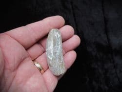 Modiolus  Scalprum Long razor shell