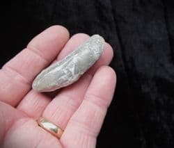 Modiolus  Scalprum Long razor shell