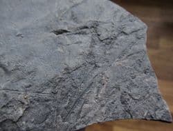 Monograptus priodon amazing 3d specimen