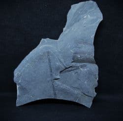 Monograptus priodon amazing 3d specimen