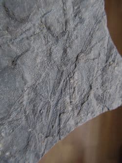 Monograptus priodon amazing 3d specimen