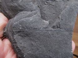 Monograptus priodon amazing 3d specimen