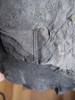 Monograptus priodon amazing 3d specimen