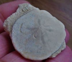 Monostychia australis sea urchin from Australia