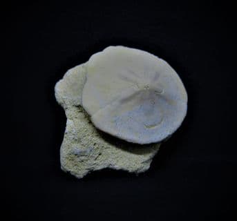 Monostychia australis sea urchin from Australia