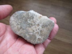 Montlivaltia  species polished coral