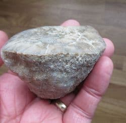 Montlivaltia  species polished coral