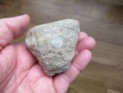 Montlivaltia  species polished coral