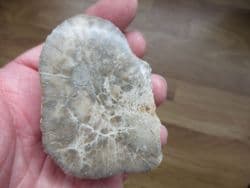 Montlivaltia  species polished coral
