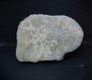 Montlivaltia species polished coral