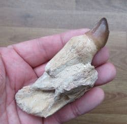 Mosasaur jaw with tooth
