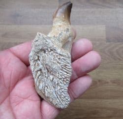 Mosasaur jaw with tooth