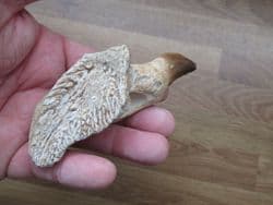 Mosasaur jaw with tooth