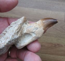 Mosasaur jaw with tooth