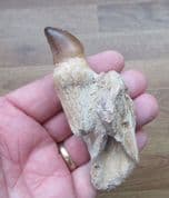 Mosasaur jaw with tooth