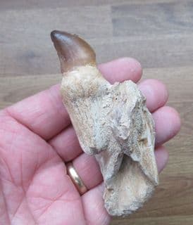 Mosasaur jaw with tooth