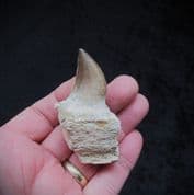 Mosasaur jaw with tooth
