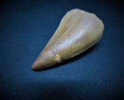 Mosasur tooth Eremiasaurus heterodontus