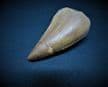 Mosasur tooth Eremiasaurus heterodontus