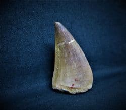 Mosasur tooth Eremiasaurus heterodontus