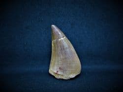 Mosasur tooth Eremiasaurus heterodontus
